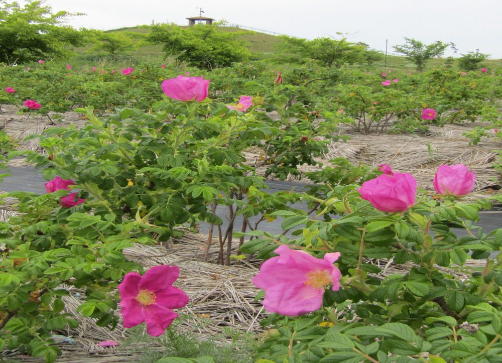 千年希望の丘 千年希望の丘にハマナスの花が咲きました